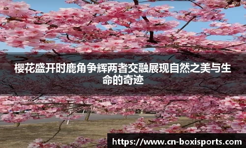 樱花盛开时鹿角争辉两者交融展现自然之美与生命的奇迹